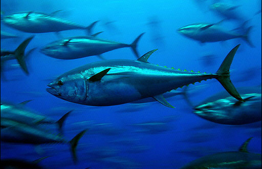 Rezultati Natječaja za dodjelu dijela Državne kvote za ribolov plavoperajne tune (Thunnus thynnus) okružujućom mrežom plivaricom tunolovkom u 2021. godini