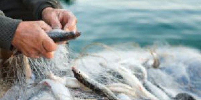 Izmjene i dopune Pravilnika o obliku, sadržaju i načinu vođenja i dostave podataka o ulovu u gospodarskom ribolovu na moru