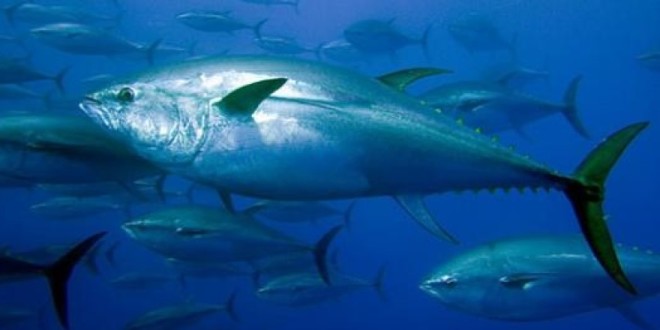 Dodjela državne kvote za plavoperajnu tunu