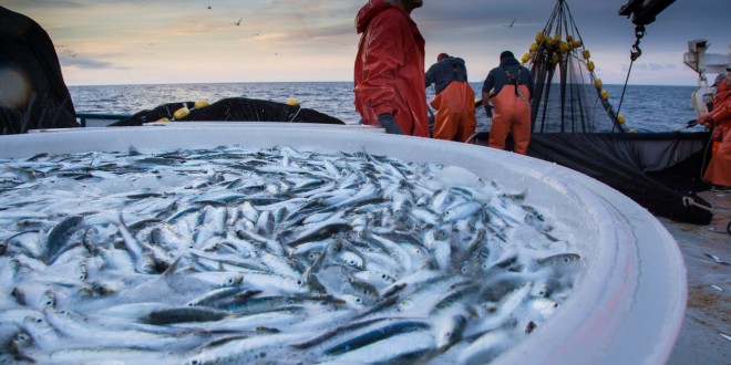 Savjetovanje s javnošću za Prijedlog pravilnika o izmjeni i dopuni Pravilnika o ribolovnim mogućnostima u gospodarskom ribolovu na moru okružujućom mrežom plivaricom – srdelarom