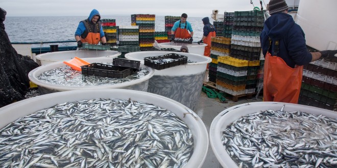 Objavljen Pravilnik o izdavanju odobrenja za obavljanje gospodarskog ribolova na moru okružujućom mrežom plivaricom – srdelarom
