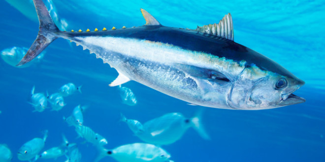Pravilnik o ribolovu plavoperajne tune (Thunnus thynnus) udičarskim alatima i uvjetima i kriterijima za ostvarivanje prava na dodjelu individualne udičarske kvote