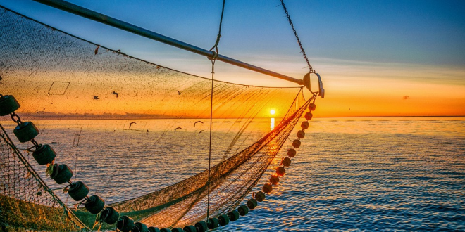 Pravilnik o dopuni Pravilnika o ribolovnim mogućnostima u gospodarskom ribolovu na moru okružujućom mrežom plivaricom – srdelarom