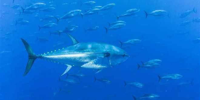 Pravilnik o sljedivosti za plavoperajnu tunu i igluna