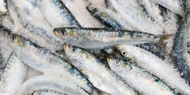 Zabrana ribolova srdelarom od 16. prosinca do 14. veljače – jadranska srdela ipak u ponudi za blagdane