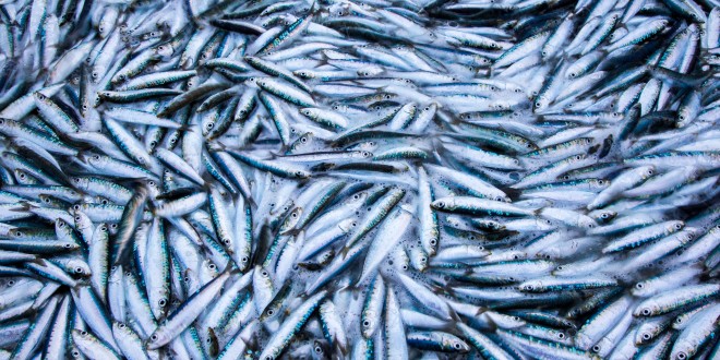 Objavljen je novi Pravilnik o ribolovnim mogućnostima u gospodarskom ribolovu na moru okružujućom mrežom plivaricom – srdelarom