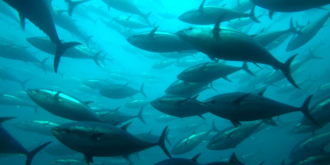 Natječaj za dodjelu dijela državne kvote za ribolov plavoperajne tune